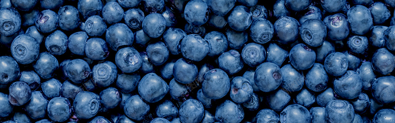新鲜的蓝莓水果jpg_新图网 https://ixintu.com 单色背景 摄影 水果摄影 海报banner 红色 蓝莓 诱人 风景