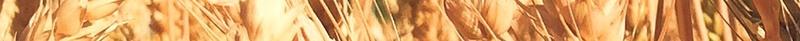传统二十四节气之芒种海报psd设计背景_新图网 https://ixintu.com 二十四节气 传统 大气 小麦 水稻 海报 稻子 简约 背景素材 芒种