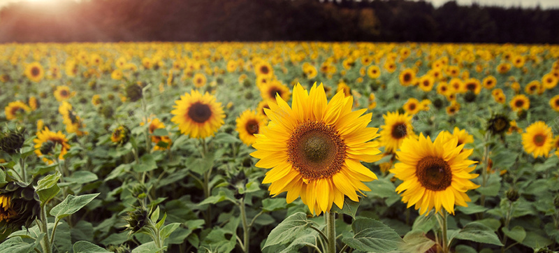 唯美背景psd设计背景_新图网 https://ixintu.com 向日葵 大气 小清新 文艺 春天 海报banner 清新 简约 绿色 花海