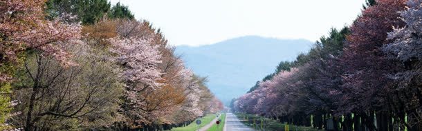 春季桃园jpg设计背景_新图网 https://ixintu.com 唯美场景图 户外风景 海报背景 淘宝素材 淘宝背景