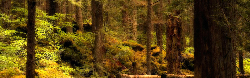 森林背景摄影图片