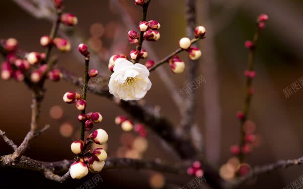 盛开的花朵花苞壁纸jpg设计背景_新图网 https://ixintu.com 壁纸 盛开 花朵 花苞