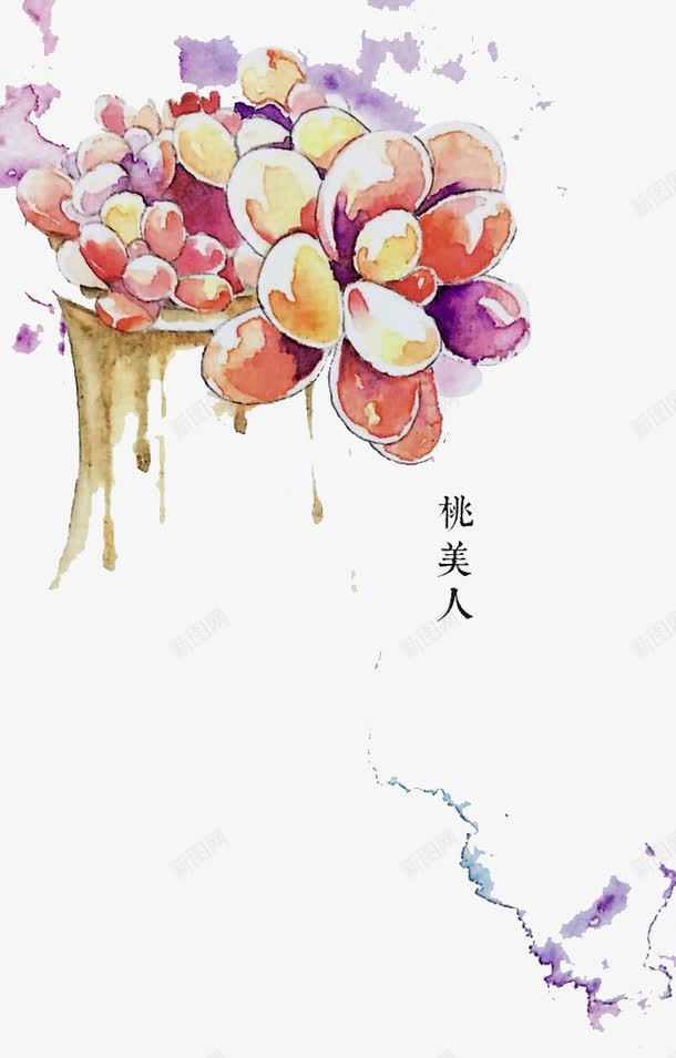 桃美人png免抠素材_新图网 https://ixintu.com 多肉 多肉植物 彩铅 手绘 桃美人 植物 水彩 盆栽 肉肉