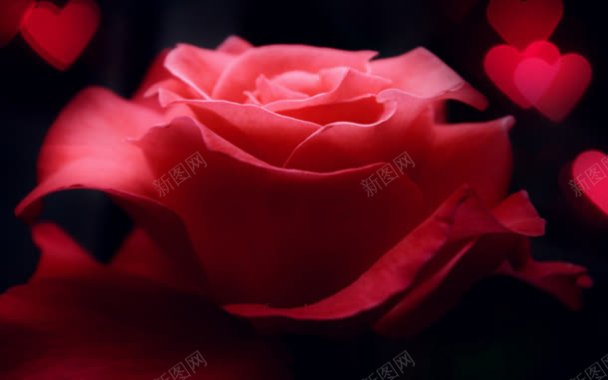 爱心红色热情玫瑰背景