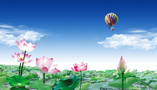 荷塘蓝天白云热气球背景摄影图片