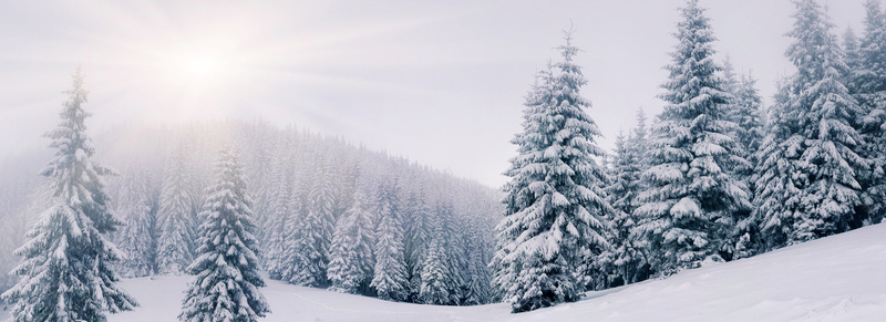 冬天光照下的山坡雪松摄影图片