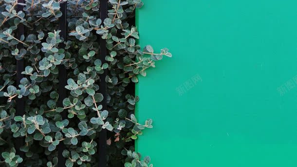 清新绿色植物墙元素jpg设计背景_新图网 https://ixintu.com 元素 清新 绿色植物