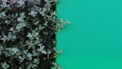绿色植物背景墙清新绿色植物墙元素高清图片