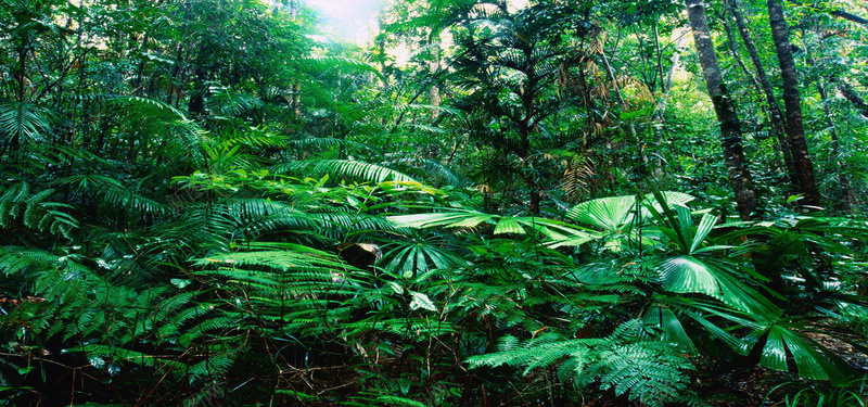 绿色树林植物背景摄影图片