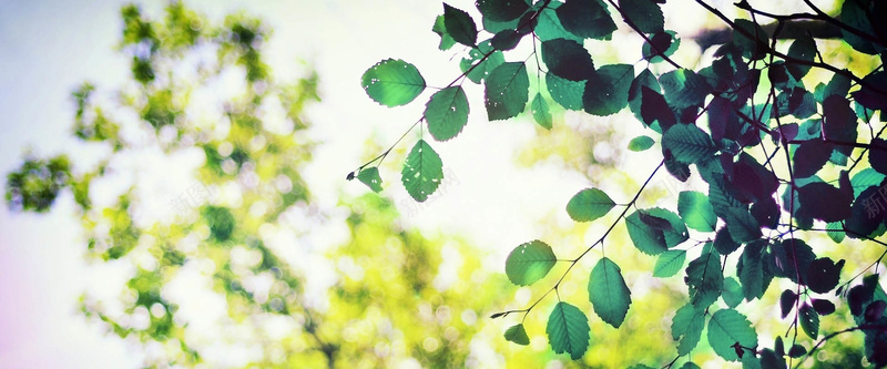 斑驳的树叶清新淘宝背景摄影图片