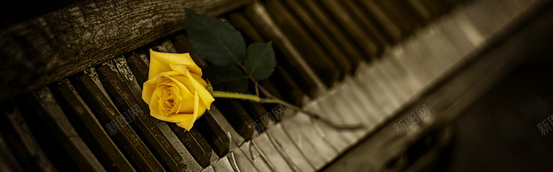 摄影钢琴上的黄玫瑰摄影图片