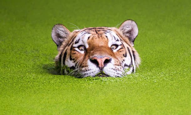 绿色草地里的老虎头背景