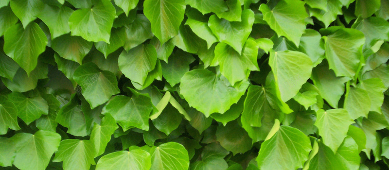 绿色植物叶子背景摄影图片
