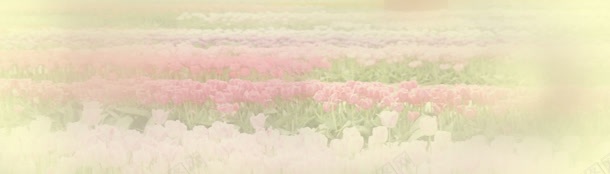 玫瑰花园banner创意jpg设计背景_新图网 https://ixintu.com 女装 淘宝 玫瑰
