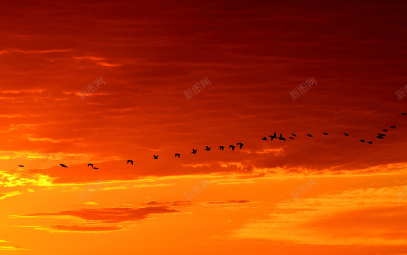 群鸟穿梭于橙色的天空psd设计背景_新图网 https://ixintu.com 云彩 动物 天空 晚霞 橙色 温暖 群鸟 自然 野生 飞行