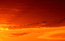 橙色晚霞群鸟穿梭于橙色的天空高清图片
