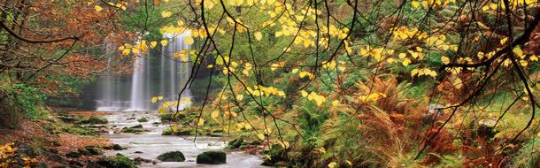 唯美的秋季树林流水jpg设计背景_新图网 https://ixintu.com 树林 流水 秋季
