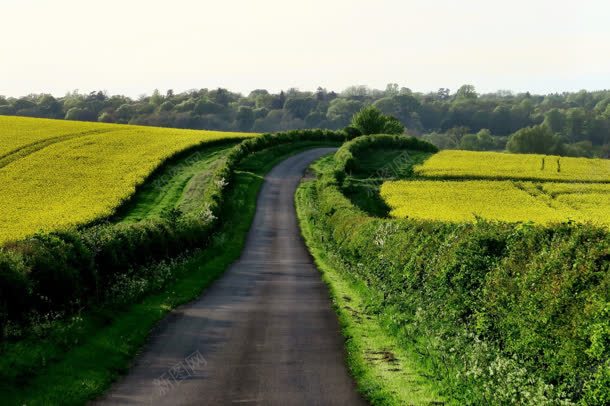 清晰唯美的草地道路jpg设计背景_新图网 https://ixintu.com 清晰 草地 道路