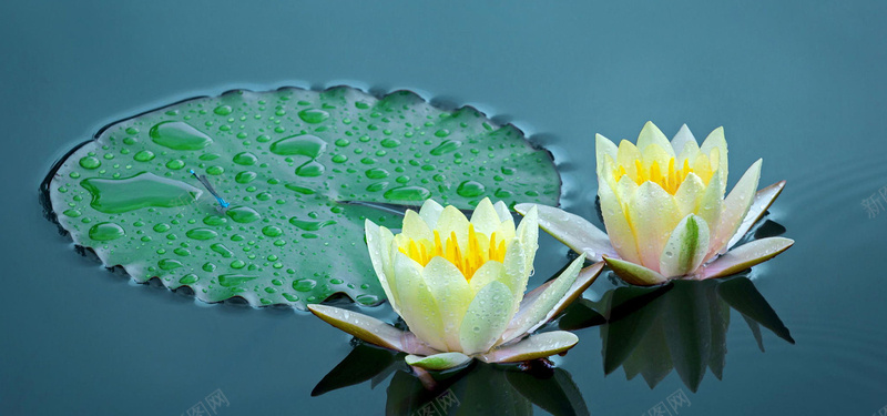 莲花背景图摄影图片免费下载 图片0nvjjjvkk 新图网 莲花背景图摄影图片免费下载 图片0nvjjjvkk 新图网