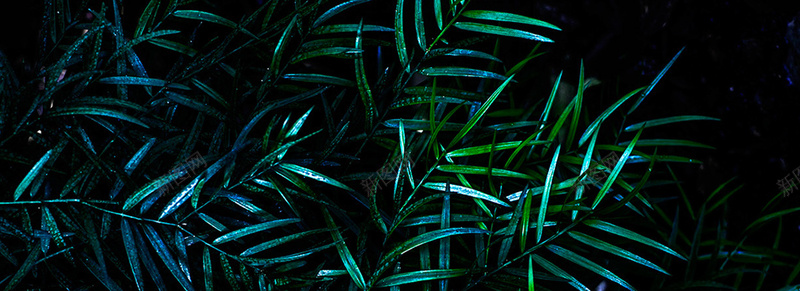 植物背景图jpg_新图网 https://ixintu.com 丛林 摄影 植物 海报banner 绿色 风景