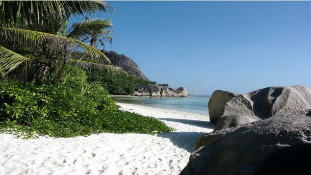 椰树礁石海边沙滩jpg设计背景_新图网 https://ixintu.com 椰树 沙滩 海边 礁石