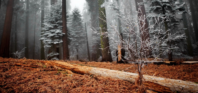 冬天唯美树林摄影图片