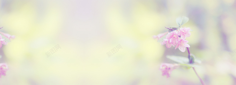 清新紫色小花背景摄影图片