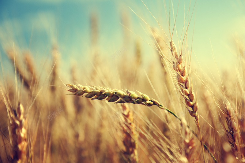 在茁壮生长的小麦jpg_新图网 https://ixintu.com PPT 小麦 摄影 秋天 风景