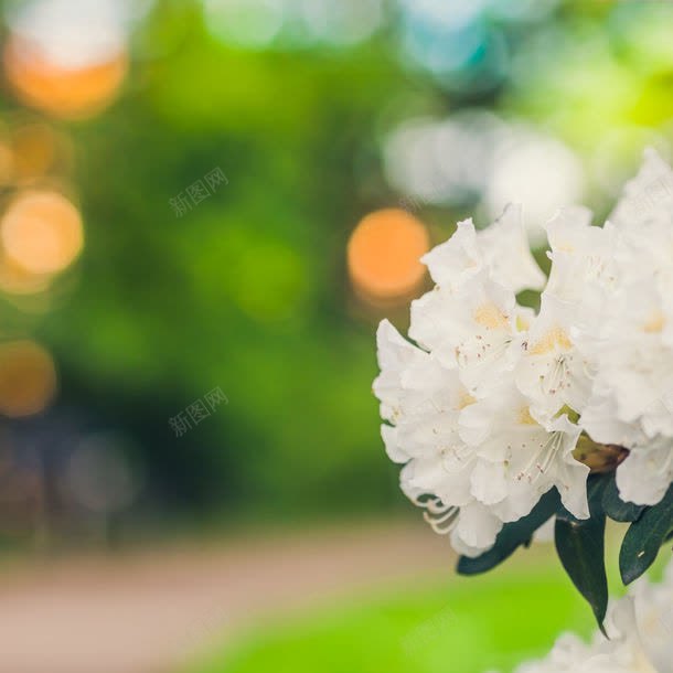 白色花朵特写jpg设计背景_新图网 https://ixintu.com 其它类别 图片素材 特写 白色 白色花朵特写图片 白色花朵特写图片素材下载 背景图案 背景花边 花朵 鲜花