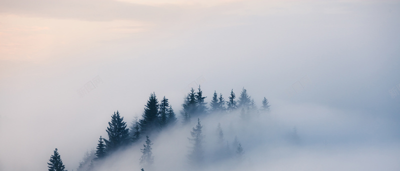 森林雾气背景摄影图片