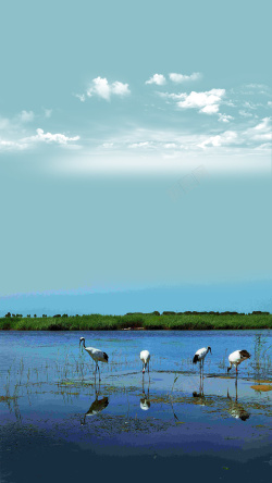 湿地节湿地保护日宣传海报背景高清图片