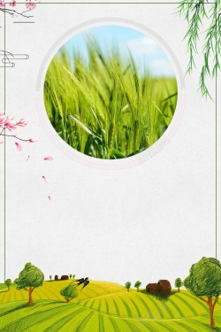 燕麦包装五谷杂粮丰收稻米小麦海报背景高清图片