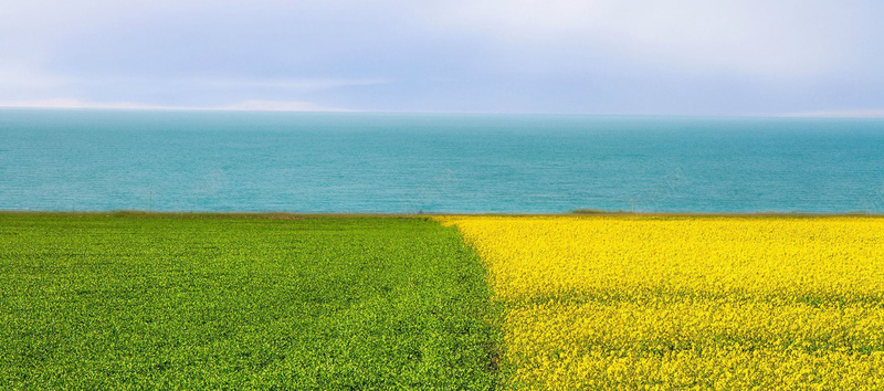 油菜花海背景jpg_新图网 https://ixintu.com 农田 摄影 油菜花 油菜花海 海平面 海报banner 田野 背景 良田 花田 草原 风景