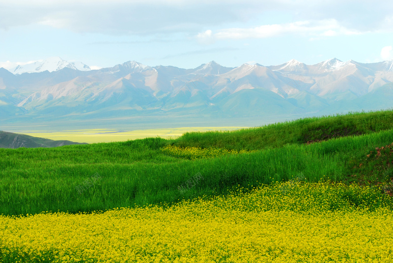 油菜花山丘黄色鲜花黄色花朵绿草jpg设计背景_新图网 https://ixintu.com 光晕 唯美 树林 油菜花 田园 田园风光 田野 田野风光 蓝天草地 藏族 青海夏天 高原