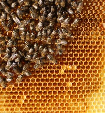 蜜蜂与蜂巢背景