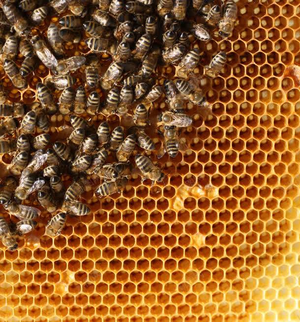 蜜蜂与蜂巢jpg设计背景_新图网 https://ixintu.com 图片素材 底纹背景 昆虫世界 背景花边 蜂巢 蜂窝 蜂蜜 蜜蜂 蜜蜂与蜂巢图片 蜜蜂与蜂巢图片素材下载 蜜蜂窝 补品