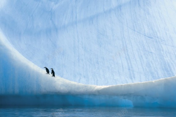 白色冰峰企鹅海报背景背景