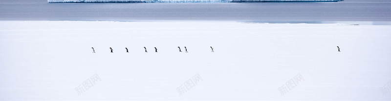 南极企鹅海报banner背景psd设计背景_新图网 https://ixintu.com 企鹅 冰川 摄影 海报banner 风景