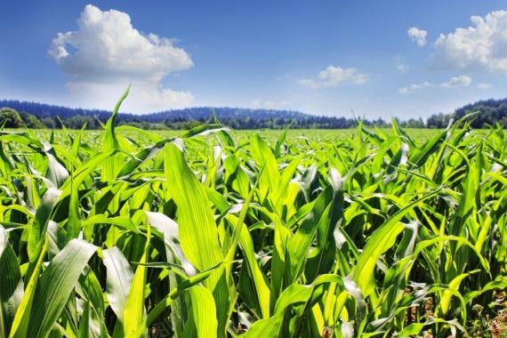 天空下的玉米田背景摄影图片