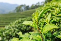 嫩绿茶叶芽茶叶高清图片