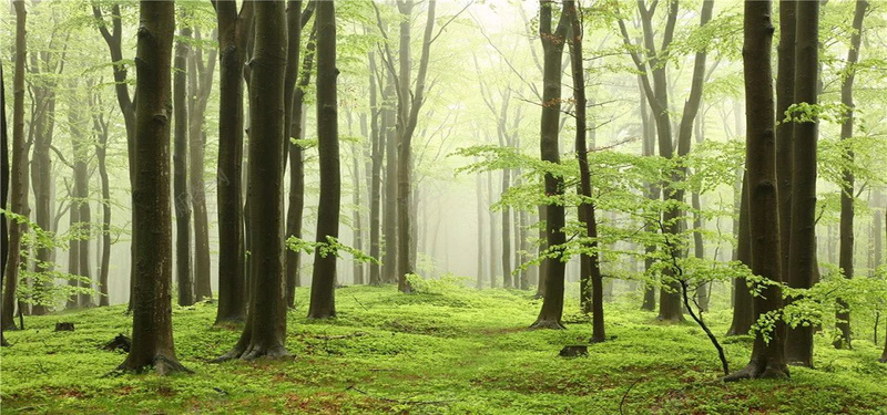 树林风景jpg_新图网 https://ixintu.com 大树 摄影 树林 海报banner 绿叶 自然风光 草地 迷雾 风景
