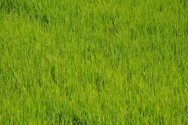 地面上长着的野草jpg设计背景_新图网 https://ixintu.com 其它类别 图片素材 地面 地面上长着的野草图片 地面上长着的野草图片素材下载 植物 绿色 绿草 背景花边 草地 草坪