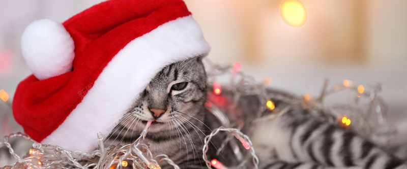 圣诞节背景jpg_新图网 https://ixintu.com 动物 可爱 圣诞帽 圣诞节 宠物 摄影 海报banner 猫咪 风景
