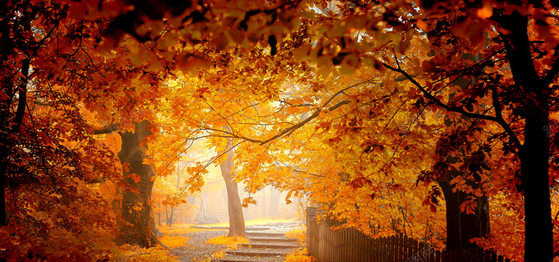 秋季金黄色树叶秋季树叶背景摄影图片