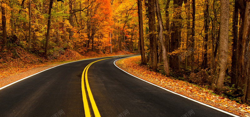 秋季树林道路背景摄影图片