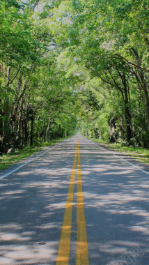 树林中的道路H5背景摄影图片
