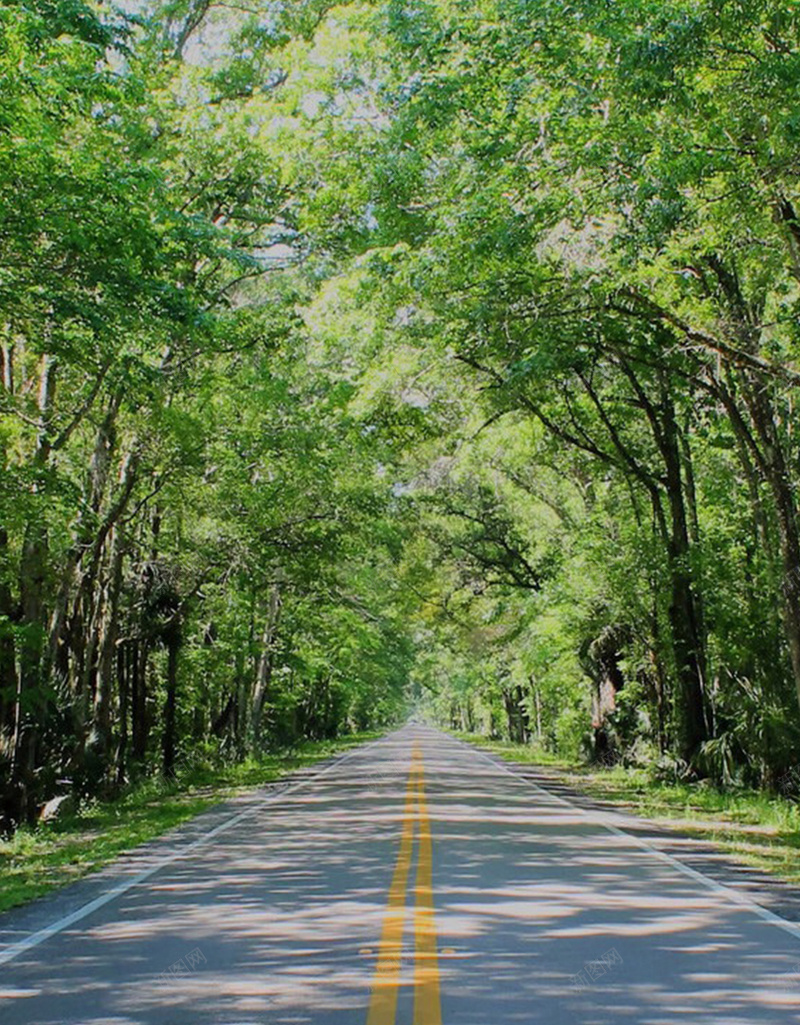 树林中的道路H5背景jpg_新图网 https://ixintu.com H5素材 摄影 树林 植物 绿色 道路 风景