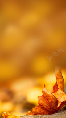 秋天落叶背景摄影图片