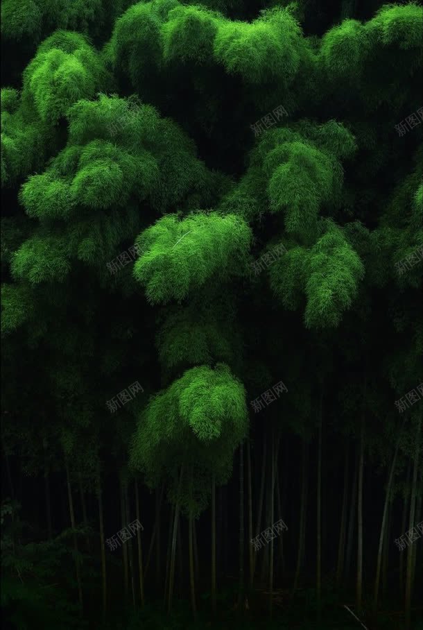 神秘绿色毛绒绒的树叶jpg设计背景_新图网 https://ixintu.com 树叶 神秘 绒绒的 绿色