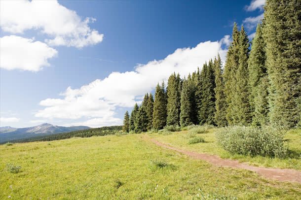 松树林山坡海报背景jpg设计背景_新图网 https://ixintu.com 山坡 松树 海报 背景